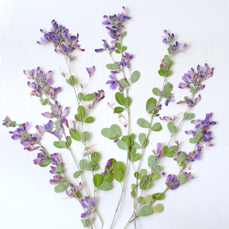 Resin Art Bookmark - 6pcs,nature Lespedeza Formosa Dried Pressed Flowers,Plant
