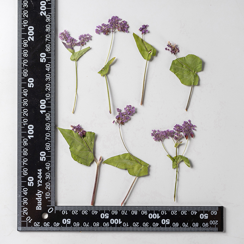 1Set Natural Dried Fagopyrum F - Resin Art Bookmark ulasan dan harga