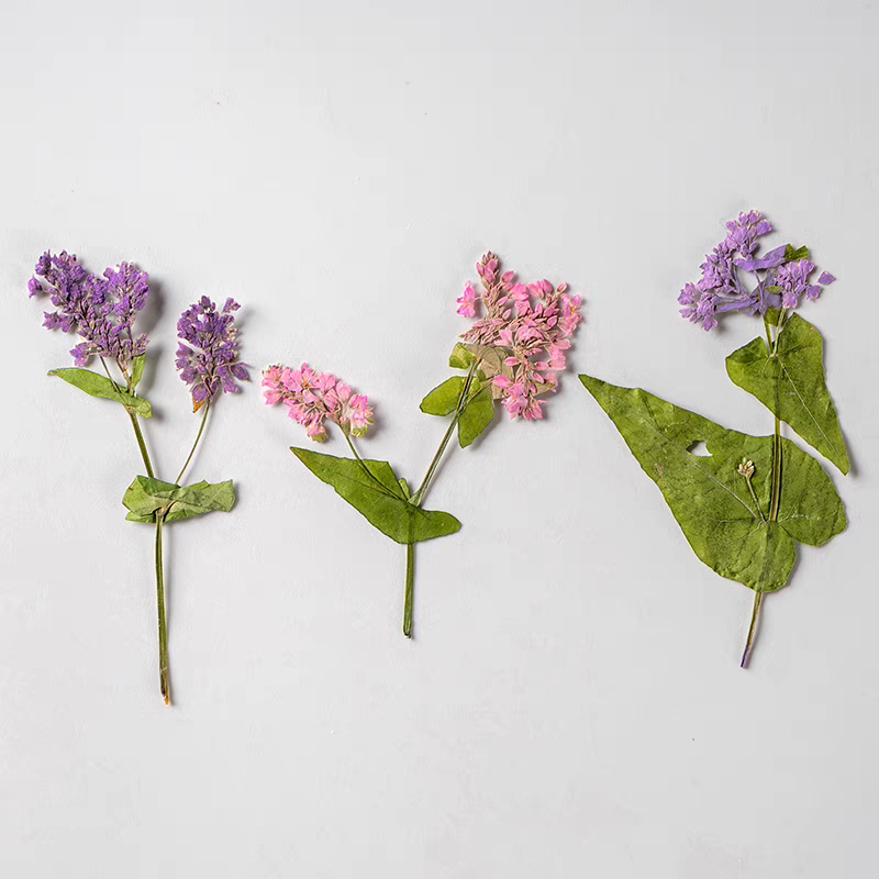 1Set Natural Dried Fagopyrum F - Resin Art Bookmark ulasan dan harga