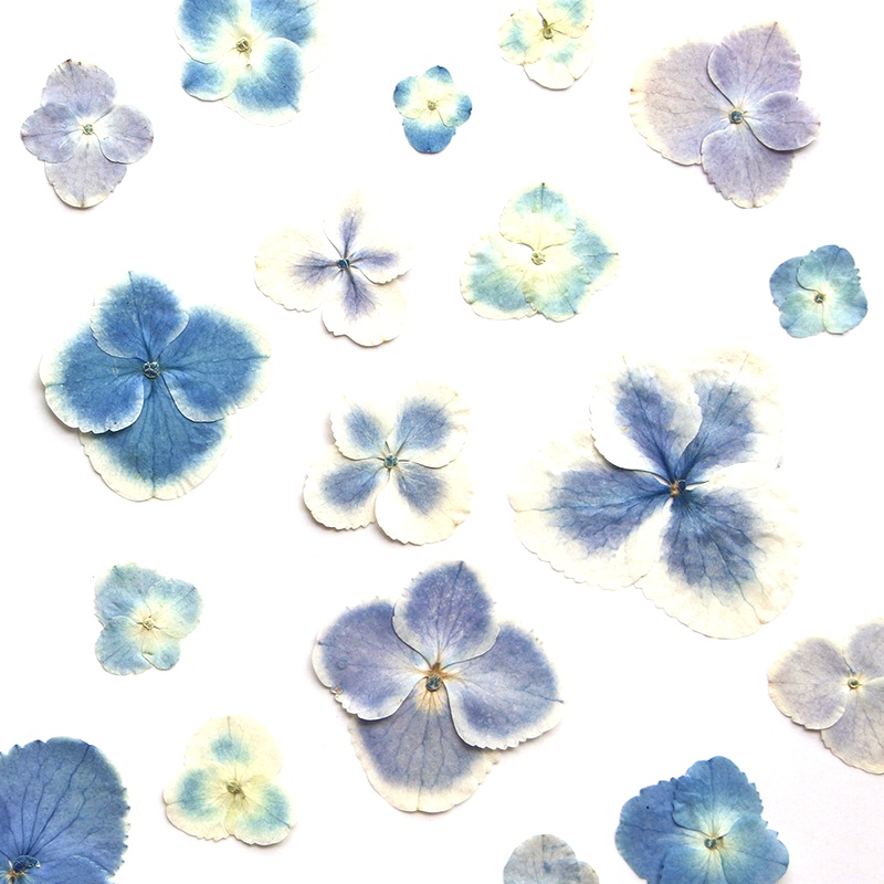 Pressed Dried White Blue Hydra - Resin Art Bookmark ulasan dan harga