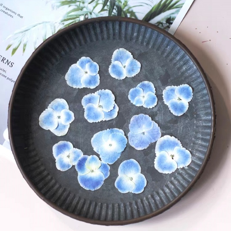 Pressed Dried White Blue Hydra - Resin Art Bookmark ulasan dan harga