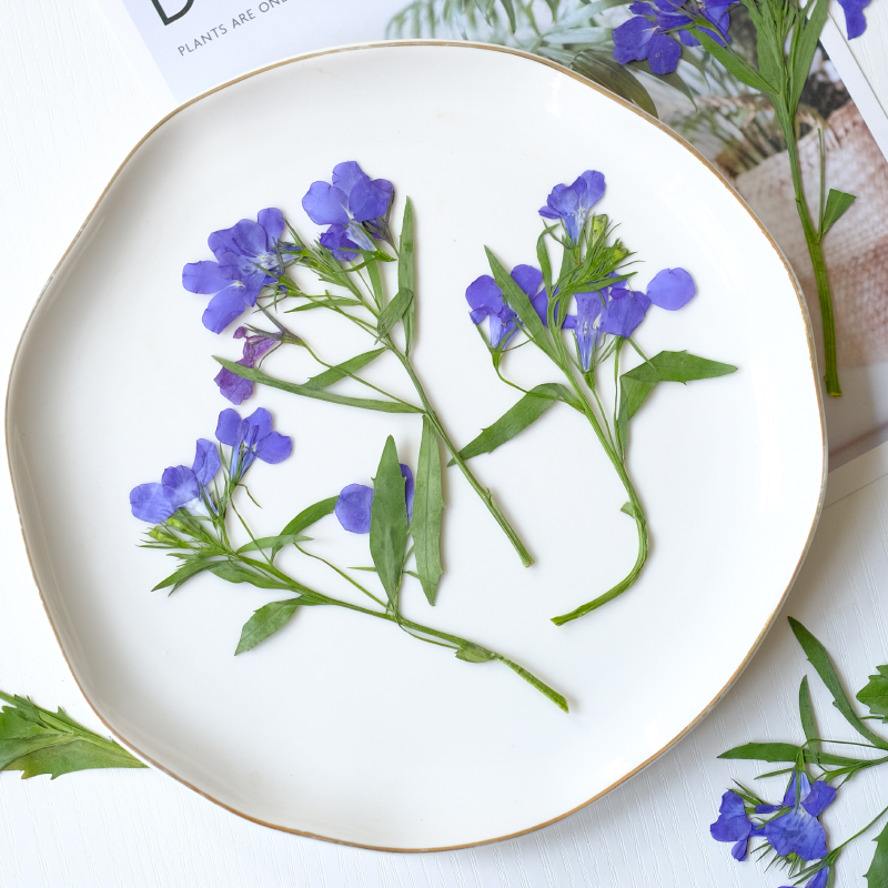 6pcs/8-13cm,nature Lobelia Eri - Resin Art Bookmark ulasan dan harga