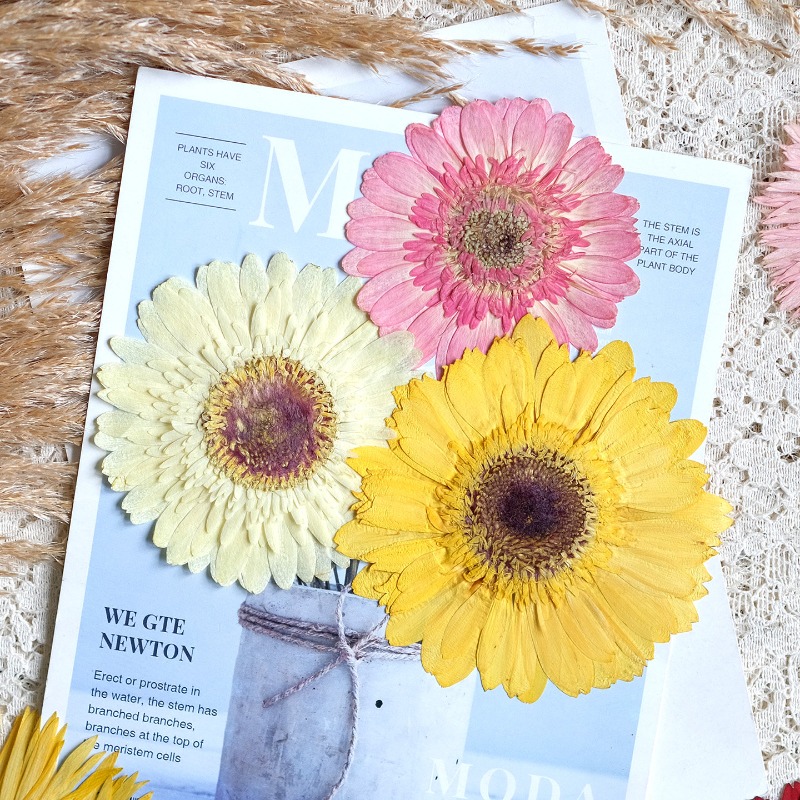 1pcs/7-9cm,Pressed Gerbera Dri - Resin Art Phone Case ulasan dan harga