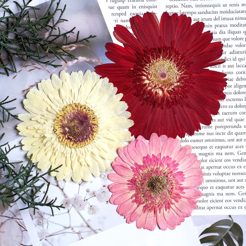 1pcs/7-9cm,Pressed Gerbera Dri - Resin Art Phone Case ulasan dan harga